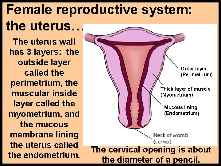 Female reproductive system: the uterus… The uterus wall has 3 layers: the outside layer