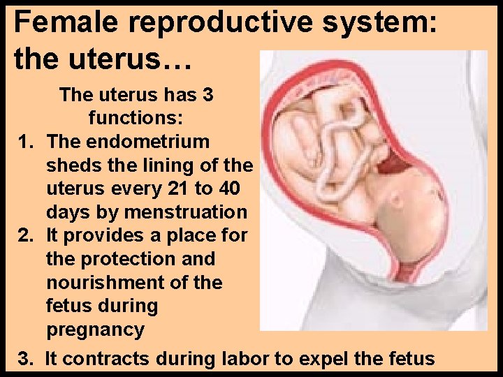 Female reproductive system: the uterus… The uterus has 3 functions: 1. The endometrium sheds