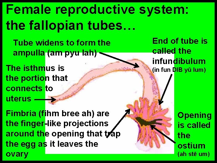 Female reproductive system: the fallopian tubes… Tube widens to form the ampulla (am pyu