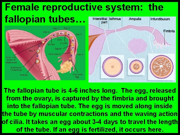 Female reproductive system: the fallopian tubes… The fallopian tube is 4 -6 inches long.