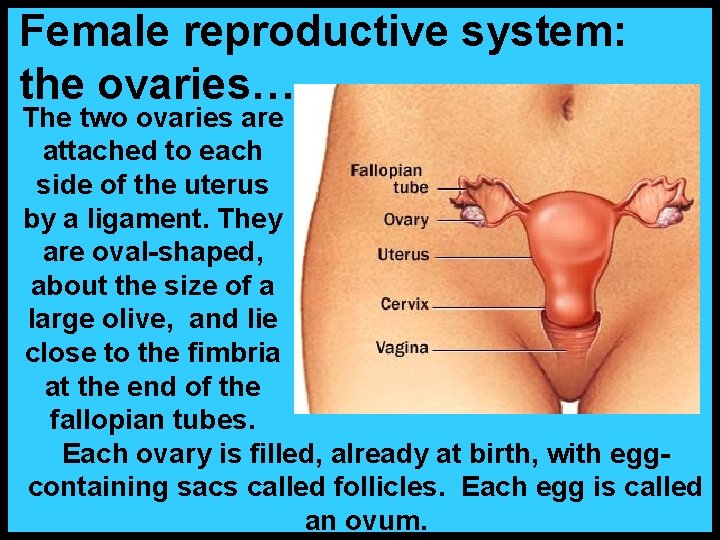 Female reproductive system: the ovaries… The two ovaries are attached to each side of