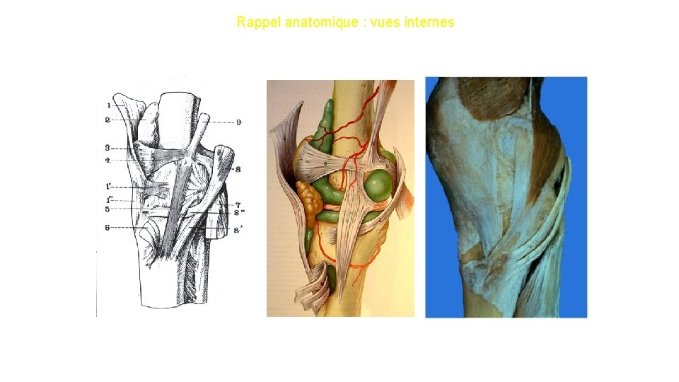 Rappel anatomique : vues internes Le plan ligamentaire interne est constitué du LLI profond