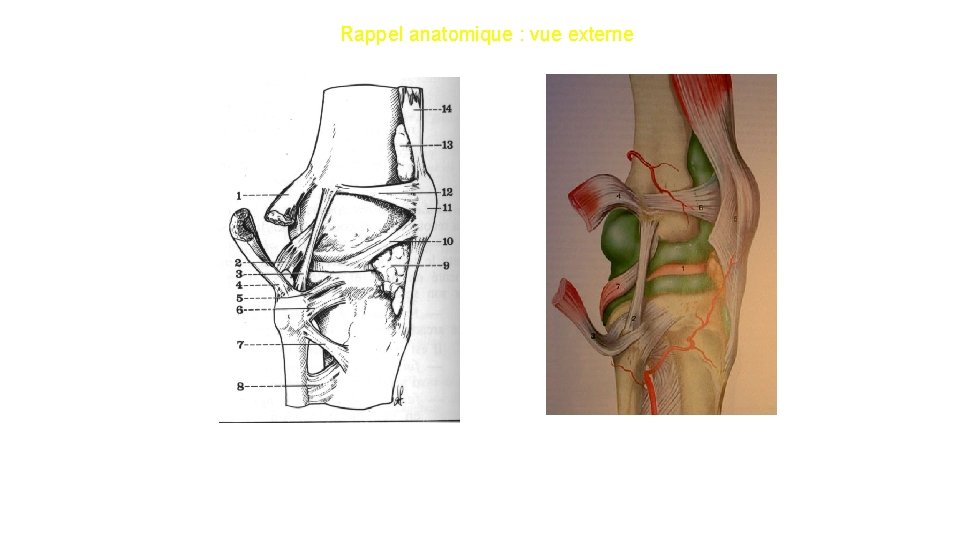 Rappel anatomique : vue externe Le plan ligamentaire externe est constitué par le LLE,