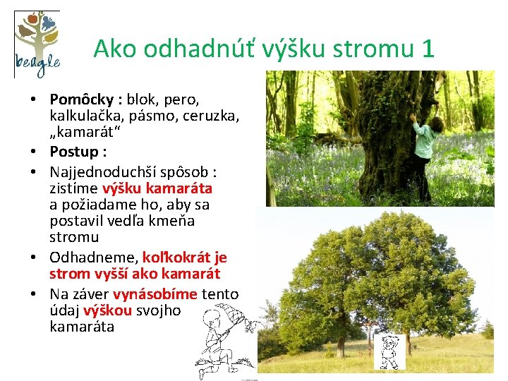  Ako odhadnúť výšku stromu 1 • Pomôcky : blok, pero, kalkulačka, pásmo, ceruzka,