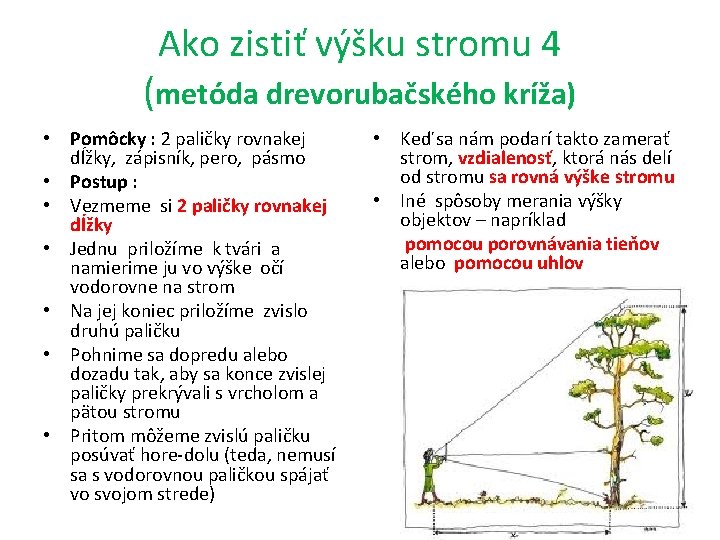 Ako zistiť výšku stromu 4 (metóda drevorubačského kríža) • Pomôcky : 2 paličky rovnakej