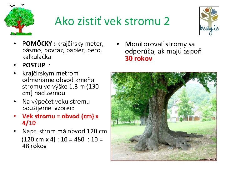 Ako zistiť vek stromu 2 • POMÔCKY : krajčírsky meter, pásmo, povraz, papier, pero,