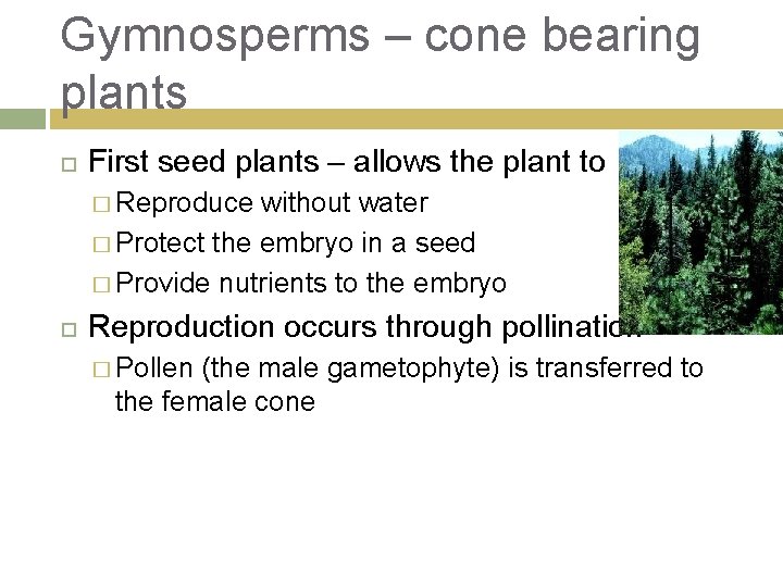 Gymnosperms – cone bearing plants First seed plants – allows the plant to �
