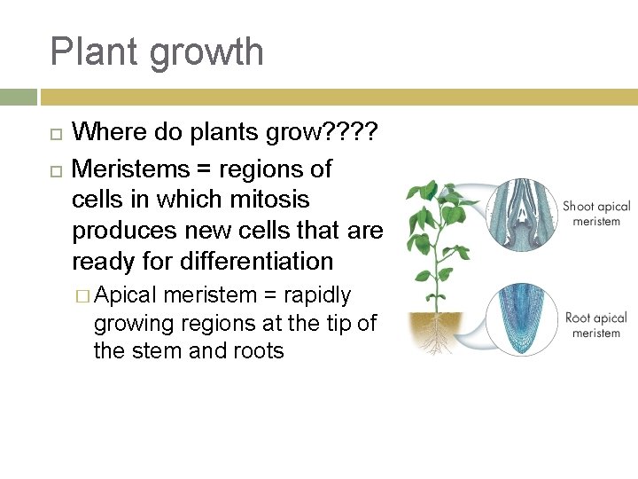 Plant growth Where do plants grow? ? Meristems = regions of cells in which