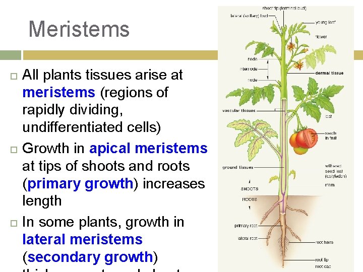 Meristems All plants tissues arise at meristems (regions of rapidly dividing, undifferentiated cells) Growth