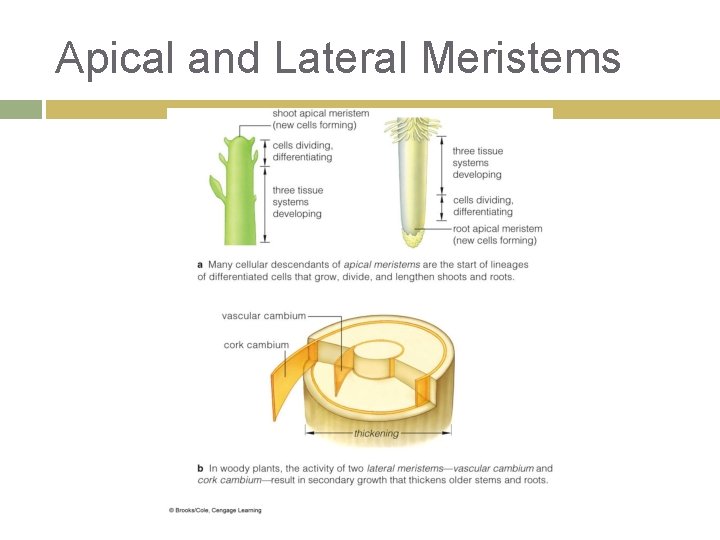 Apical and Lateral Meristems 