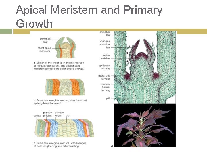 Apical Meristem and Primary Growth 