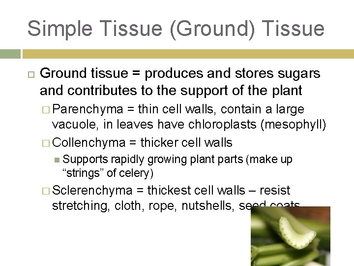 Simple Tissue (Ground) Tissue Ground tissue = produces and stores sugars and contributes to