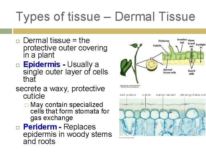 Types of tissue – Dermal Tissue Dermal tissue = the protective outer covering in