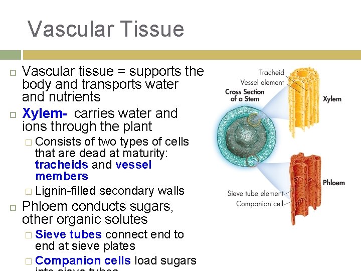 Vascular Tissue Vascular tissue = supports the body and transports water and nutrients Xylem-