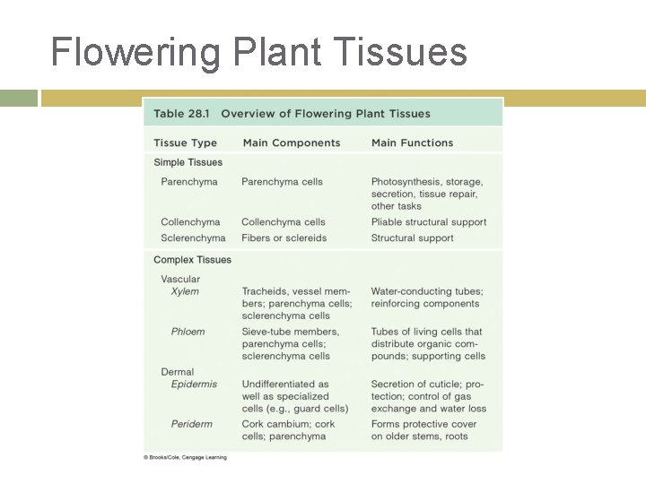 Flowering Plant Tissues 