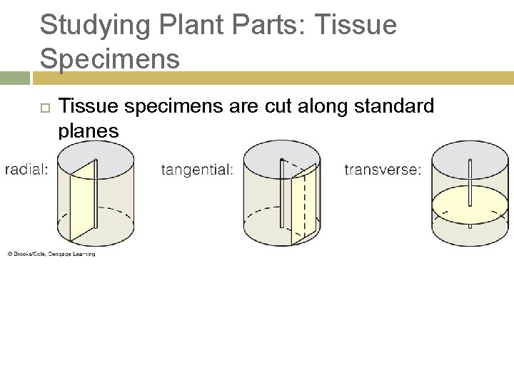 Studying Plant Parts: Tissue Specimens Tissue specimens are cut along standard planes 