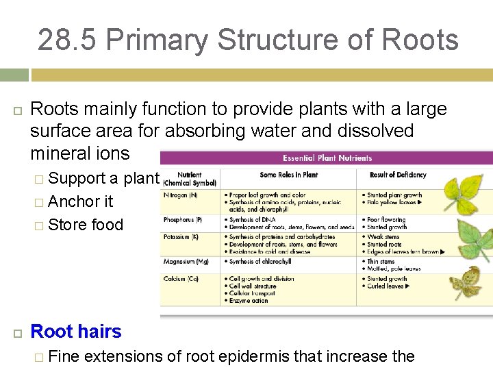 28. 5 Primary Structure of Roots mainly function to provide plants with a large