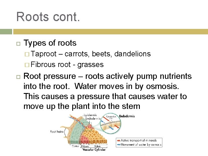 Roots cont. Types of roots � Taproot – carrots, beets, dandelions � Fibrous root