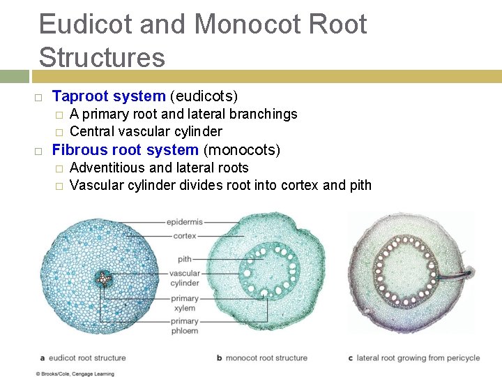 Eudicot and Monocot Root Structures Taproot system (eudicots) � � A primary root and