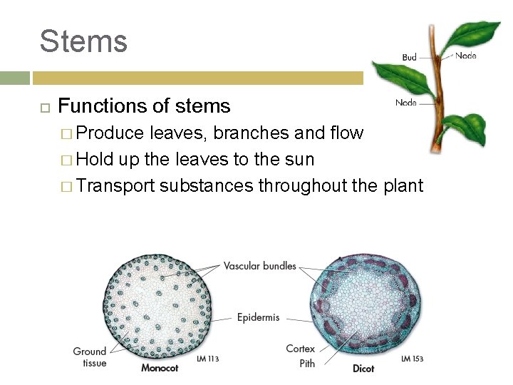 Stems Functions of stems � Produce leaves, branches and flowers � Hold up the