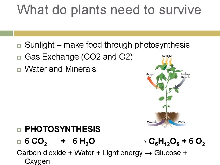 What do plants need to survive Sunlight – make food through photosynthesis Gas Exchange