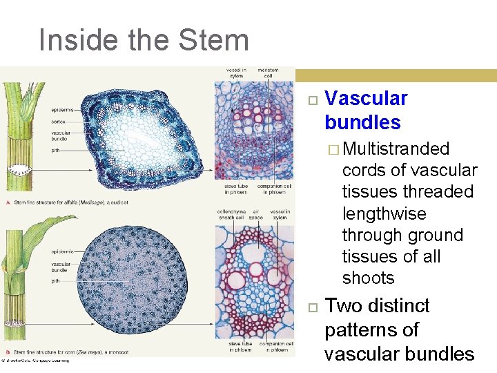 Inside the Stem Vascular bundles � Multistranded cords of vascular tissues threaded lengthwise through