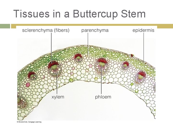 Tissues in a Buttercup Stem 