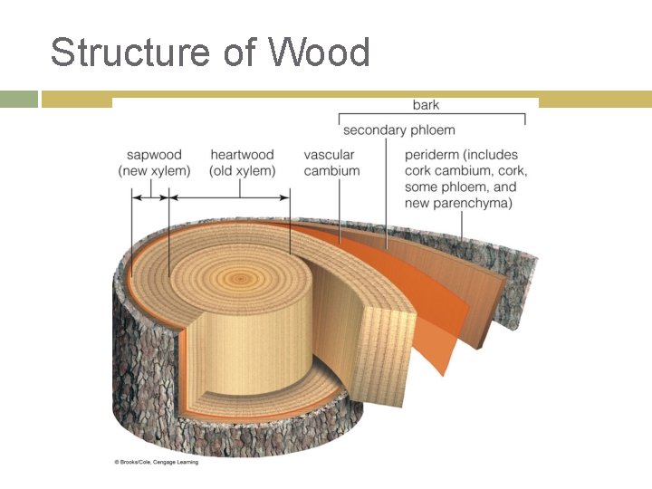Structure of Wood 