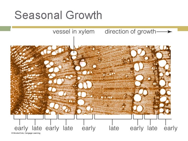 Seasonal Growth 