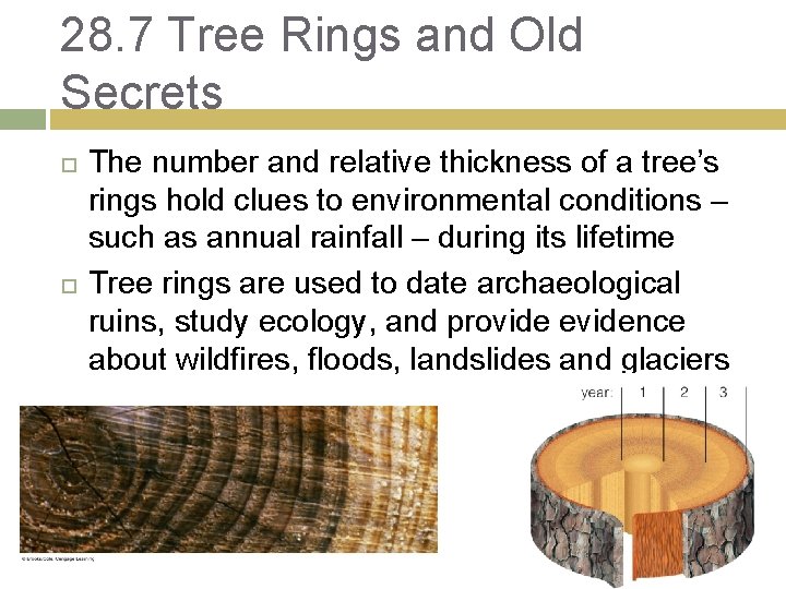 28. 7 Tree Rings and Old Secrets The number and relative thickness of a