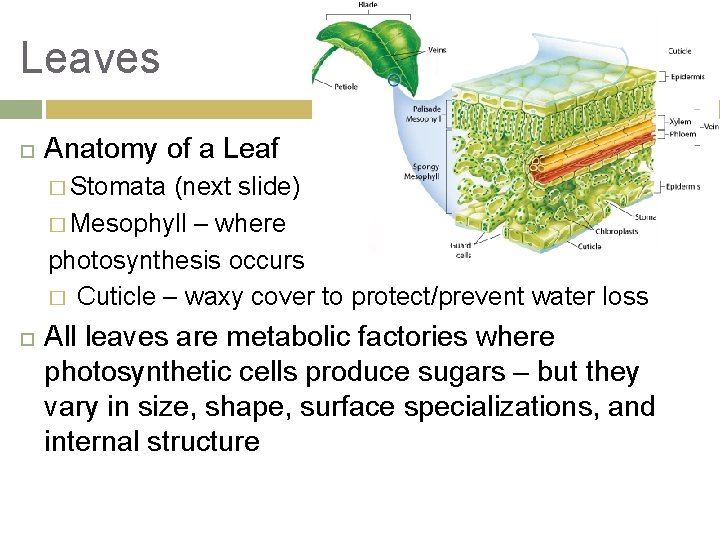 Leaves Anatomy of a Leaf � Stomata (next slide) � Mesophyll – where photosynthesis