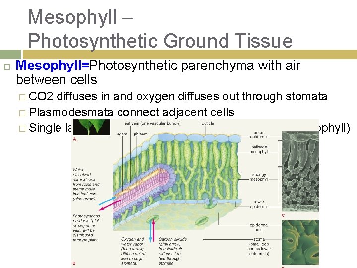Mesophyll – Photosynthetic Ground Tissue Mesophyll=Photosynthetic parenchyma with air between cells � CO 2