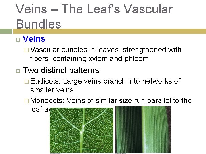 Veins – The Leaf’s Vascular Bundles Veins � Vascular bundles in leaves, strengthened with