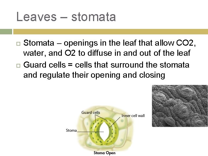 Leaves – stomata Stomata – openings in the leaf that allow CO 2, water,