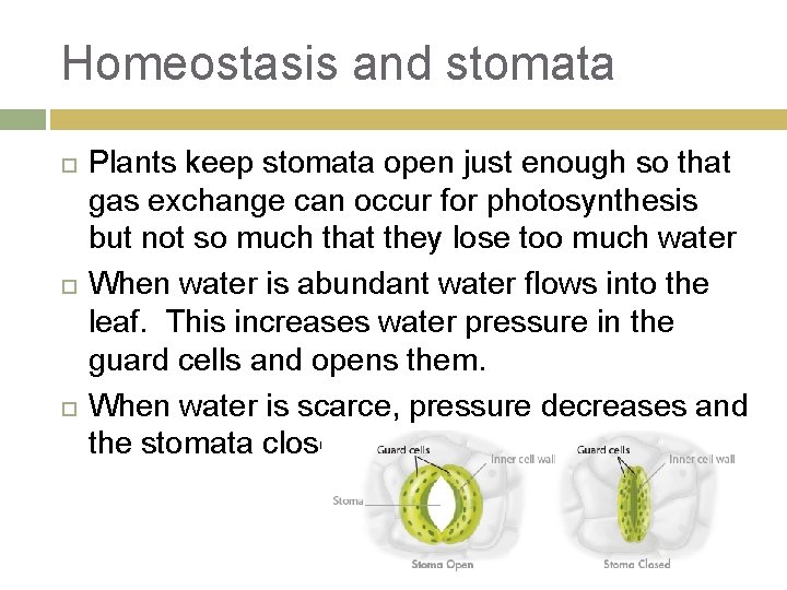 Homeostasis and stomata Plants keep stomata open just enough so that gas exchange can