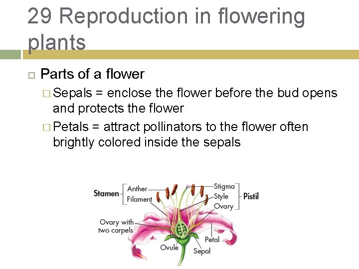 29 Reproduction in flowering plants Parts of a flower � Sepals = enclose the