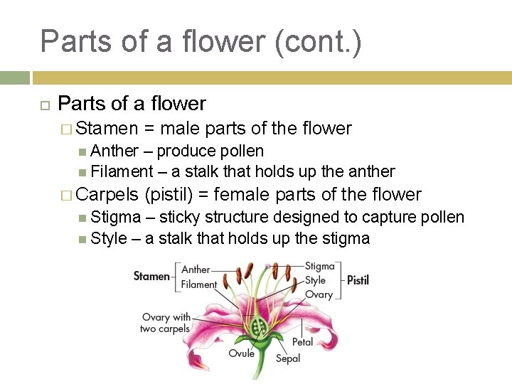 Parts of a flower (cont. ) Parts of a flower � Stamen = male