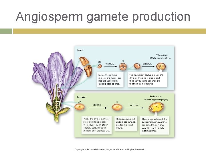 Angiosperm gamete production 