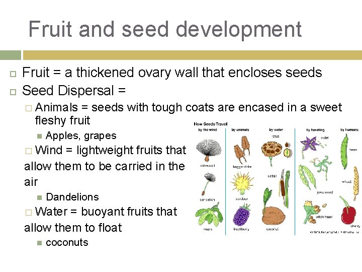 Fruit and seed development Fruit = a thickened ovary wall that encloses seeds Seed