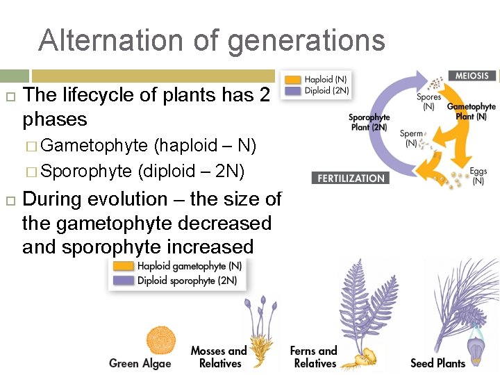 Alternation of generations The lifecycle of plants has 2 phases � Gametophyte (haploid –