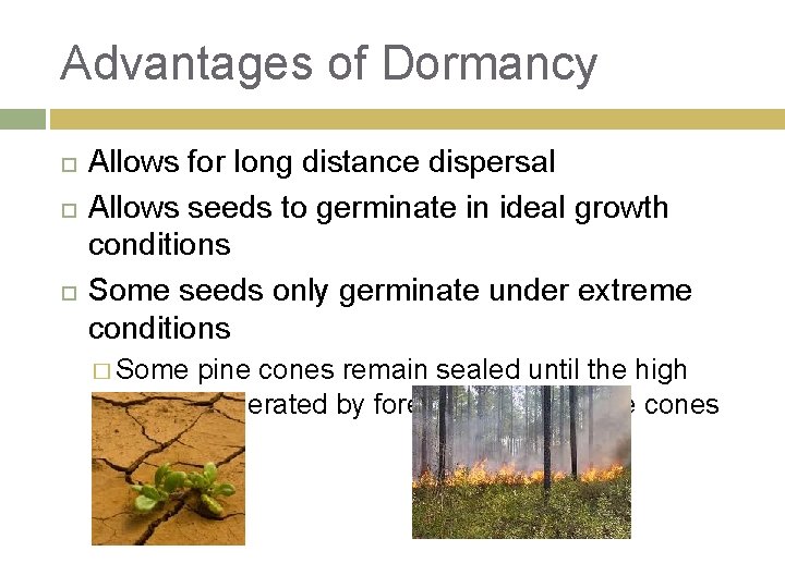 Advantages of Dormancy Allows for long distance dispersal Allows seeds to germinate in ideal