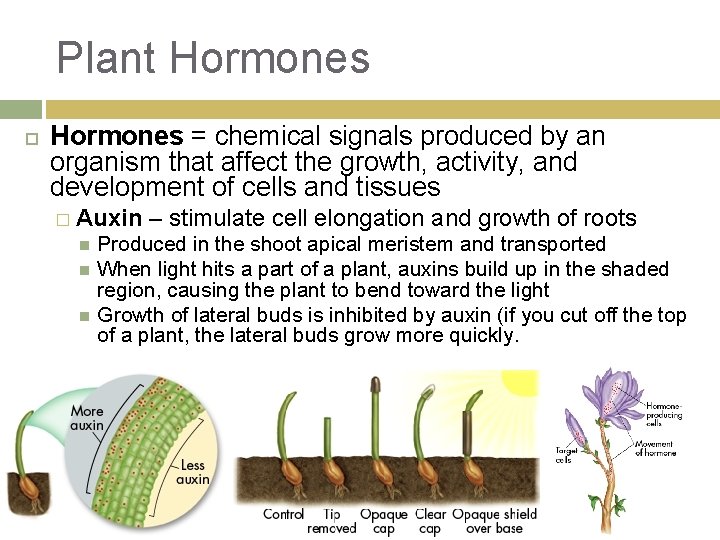Plant Hormones = chemical signals produced by an organism that affect the growth, activity,