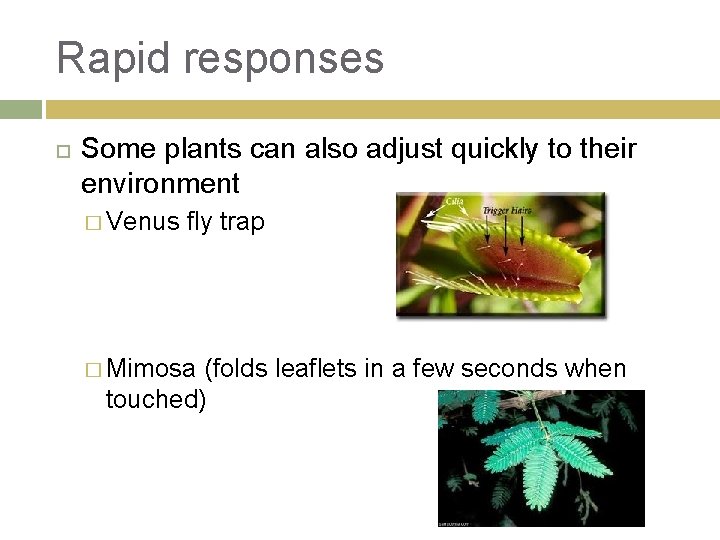 Rapid responses Some plants can also adjust quickly to their environment � Venus fly