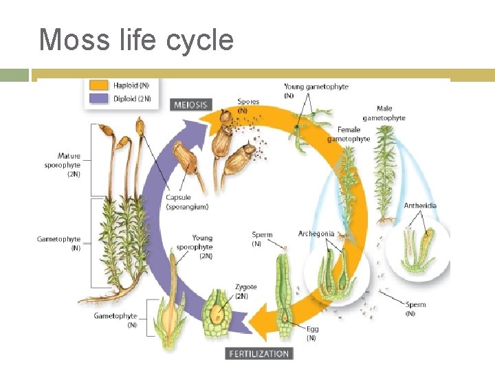 Moss life cycle 