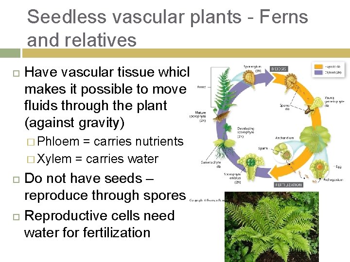 Seedless vascular plants - Ferns and relatives Have vascular tissue which makes it possible