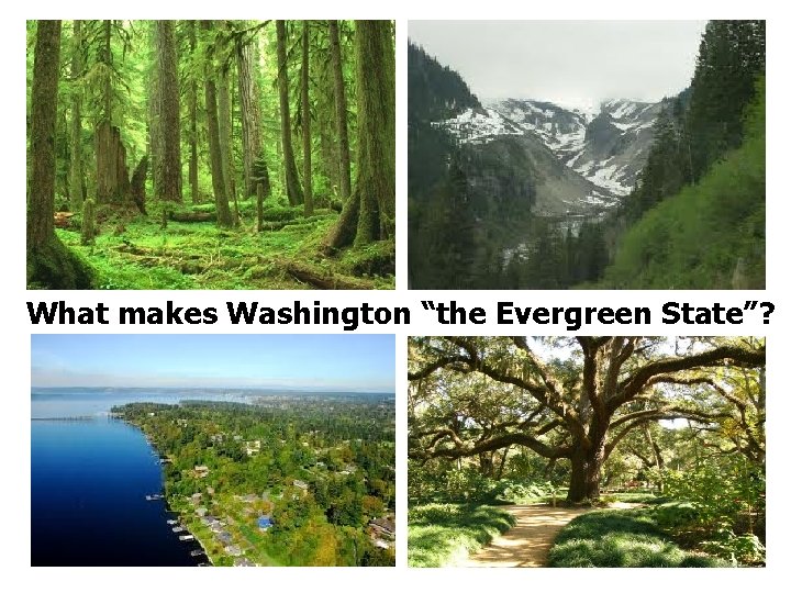  What makes Washington “the Evergreen State”? Washington Oaks Gardens State Park 