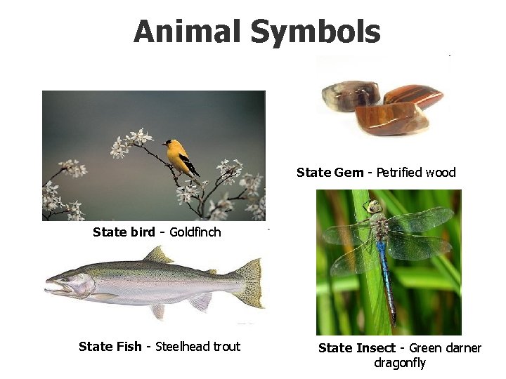 Animal Symbols State Gem - Petrified wood State bird - Goldfinch State Fish -