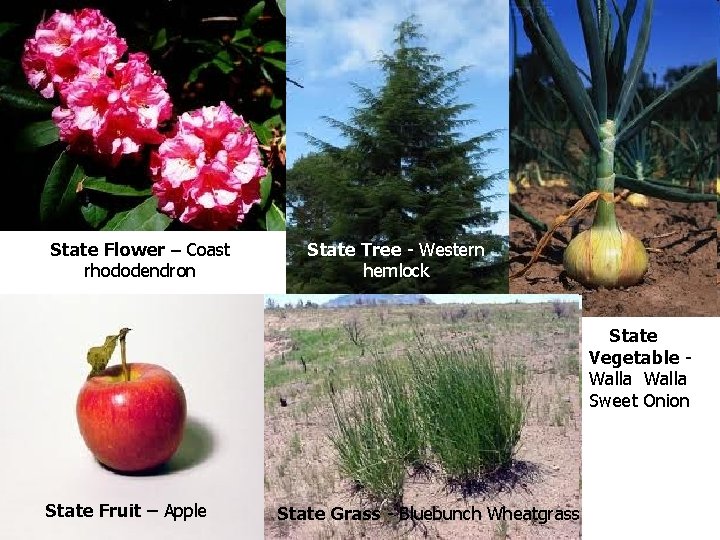 State Flower – Coast rhododendron State Tree - Western hemlock State Vegetable - Walla