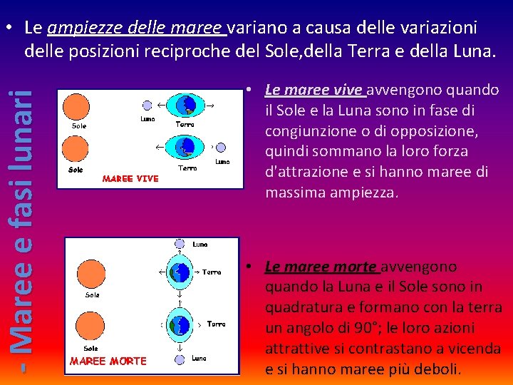 - Maree e fasi lunari • Le ampiezze delle maree variano a causa delle