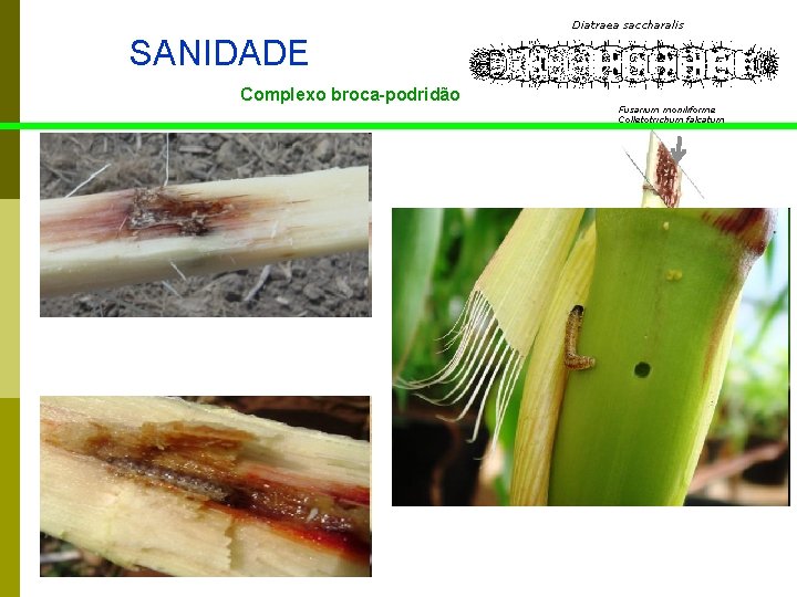 Diatraea saccharalis SANIDADE Complexo broca-podridão Fusarium moniliforme Colletotrichum falcatum 